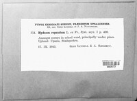Hydnum repandum image